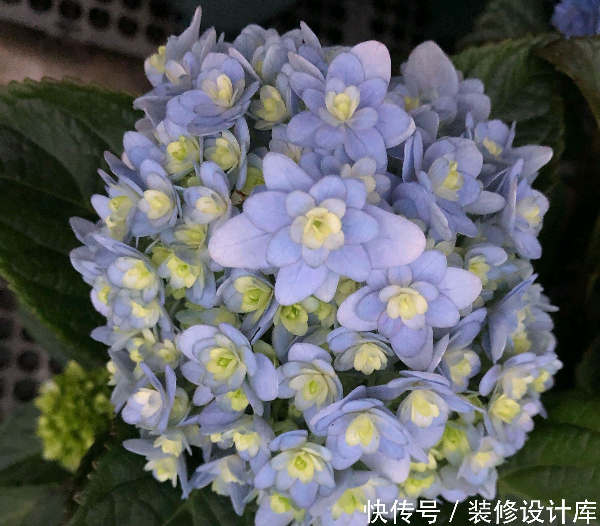  「绣球」绣球花常见的5个黄叶原因，搞懂了，绣球花开花爆盆成老桩