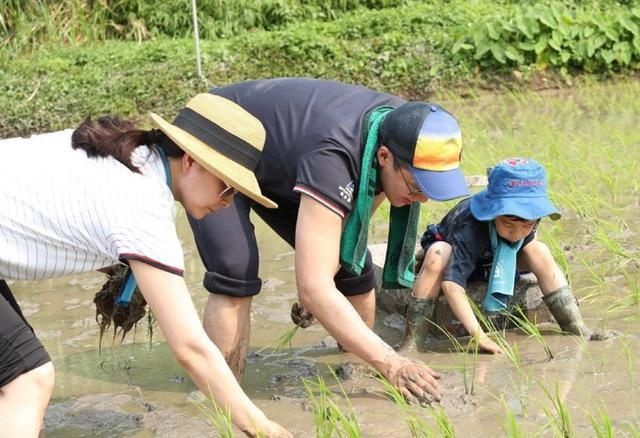  收菜：杨颖素颜和小海绵收菜，郭晶晶带着儿子下田，体验劳动真的很重要