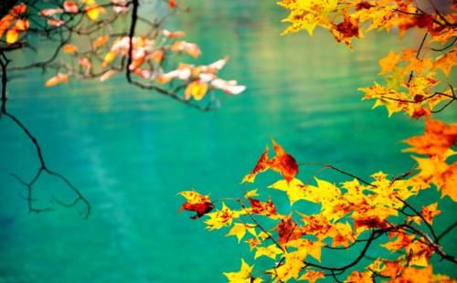 我国面积最大“枫叶景区”！比香山大180倍？是中国的阿尔卑斯！