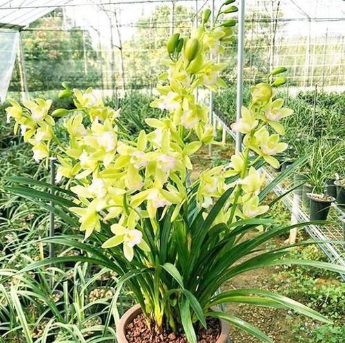  「极具」被誉为是最香的兰花品种，极具仙气，花色艳丽，比香水还香