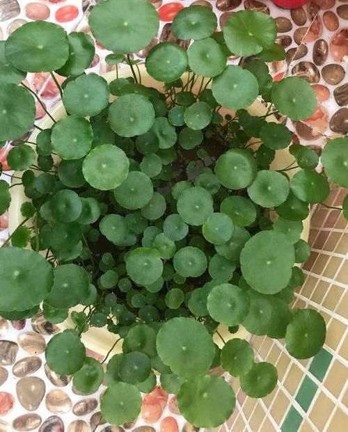  适合：夏季适合养铜钱草，放在客厅，天然加湿器，太阳一晒就爆盆