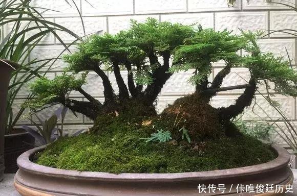 【花盆】农村1种野草像“云竹”,一分钱不花,捡回家做“盆景”高颜值