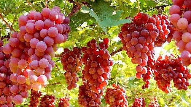  「我国」我国曾经引进美国的这一物种，如今泛滥成灾，人们对它