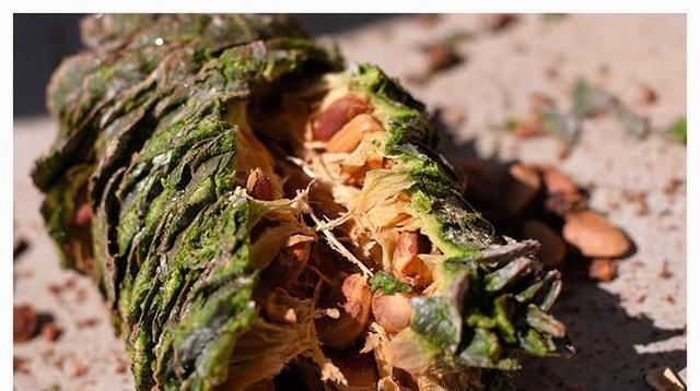  产地■产地收购价逼近45元，全程人工采摘极其危险！农民：能赚