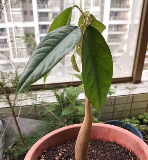  「增加光照」这水果太贵了，吃完留下核，还能种盆栽！