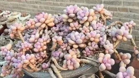  #观自#多年珍藏的生石花群生多肉，请欣赏！多肉植物说昨天观自在