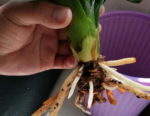  『根部』君子兰黄叶烂叶,狠心一刀砍光,7天后竟冒绿芽,变成群兰开满花
