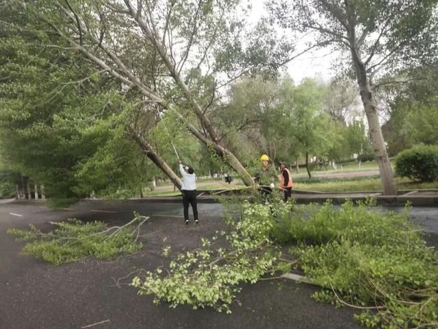 [路旁]昨天！狂风骤起，路旁多棵大树被刮倒……