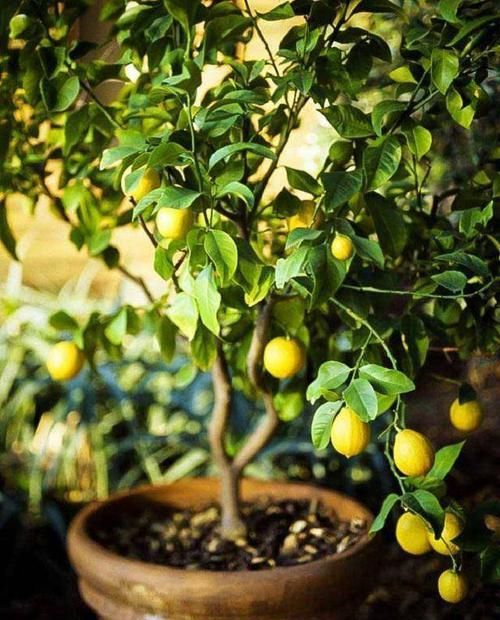  『品种』14种盆栽水果植物，谁说阳台只能种菜种花？