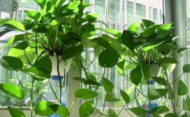 「绿萝」绿萝可是植物界有名的'小酒鬼',给绿萝喝一勺,叶子绿的滴油