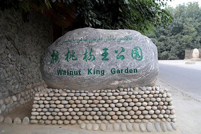 世界最厉害十棵树:四棵在华夏,价值无法估量,1棵是李世民栽种