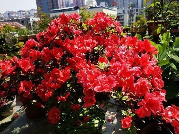  「黄叶」过年买的杜鹃花，干枯黄叶、落花苞？教你5招，养成茂密盆栽