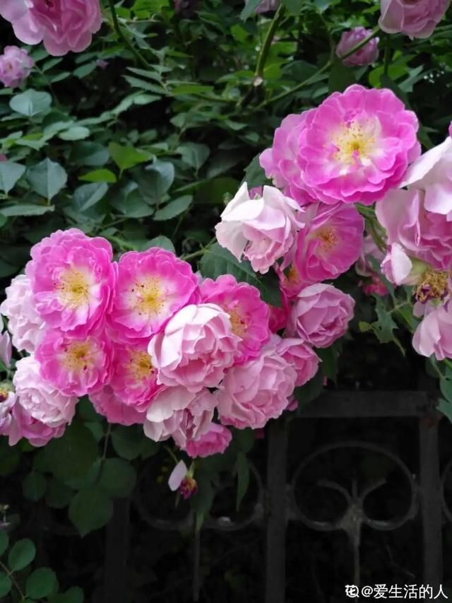  开出漂亮■阳春三月，出门踏青，原来有这么多漂亮花！