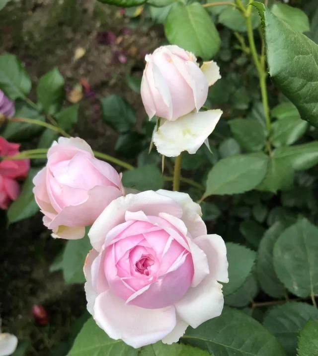  『丰花性好』狼家自育的表现到底如何，戳进来看看花友们的大实话