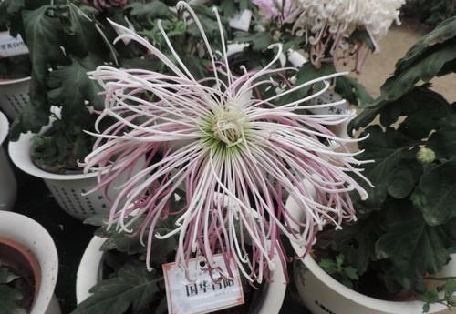  #珍稀#喜欢玫瑰，不如养“珍稀菊花”国华青阳，芊芊细手，流光溢彩