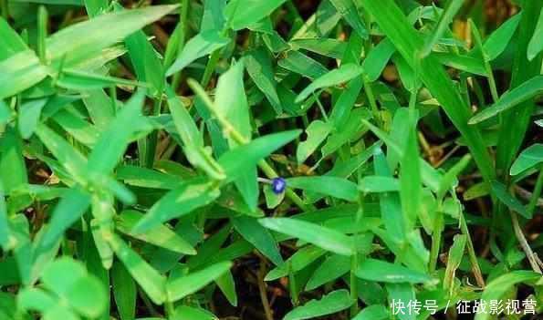  #药草#田边这种“瓜子草”，以前农民见1株拔1株，如今知道能卖