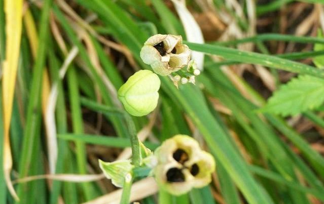  动人|这种盆栽花卉，开出百合一样的花朵，优雅动人、绚丽多彩！
