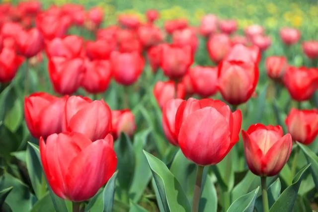 春天就去西九华山、龙津溪地踏青吧 花海、竹林、清泉