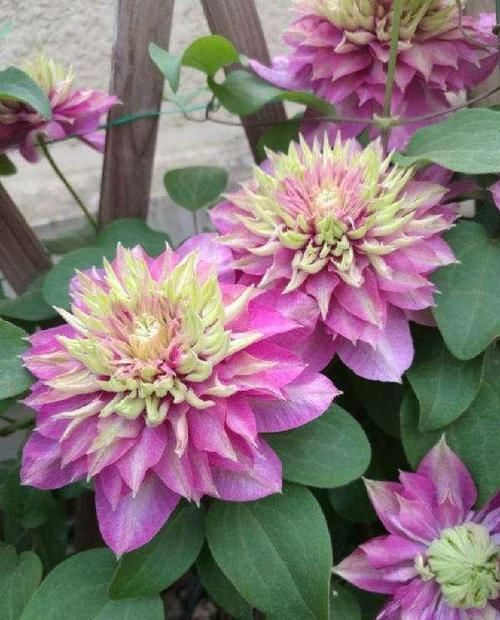  『好看』铁线莲哪种最“好看”？3个经典品种，说啥也得养，越看越喜欢