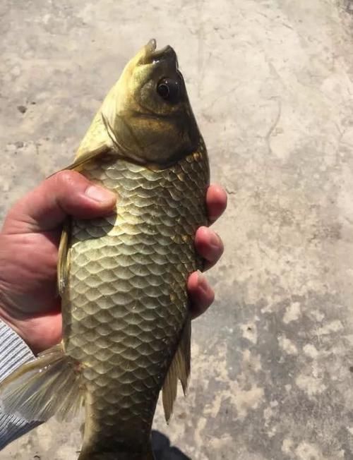  「开钓」野钓不可太随意，开钓前10分钟没做好这3个环节，多半要空军