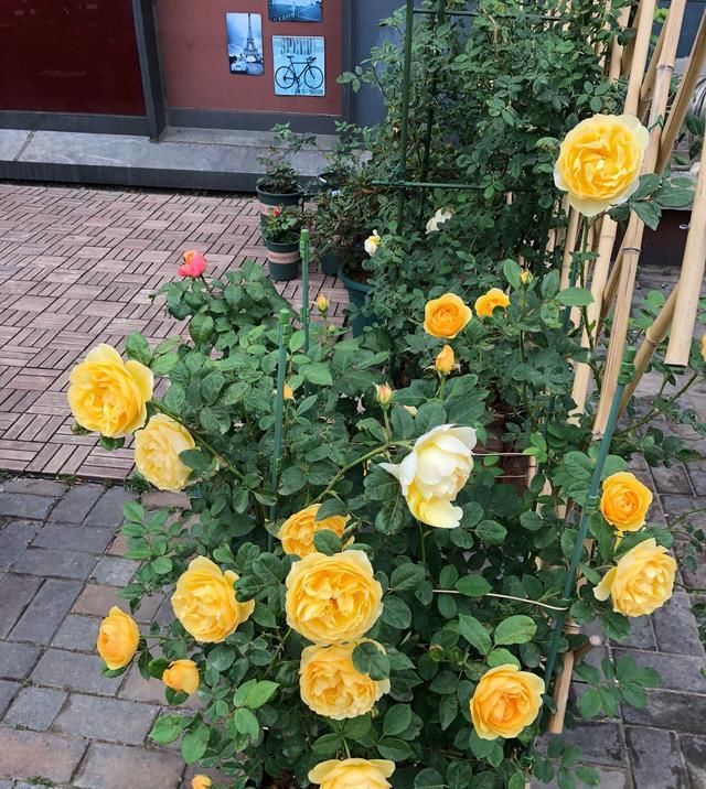  「漂亮」此款世界名花，多次获园艺奖，四季开花，漂亮又芳香，很值得栽培