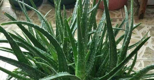  #会让芦荟#养芦荟，记住1个小要点，侧芽冒20个，叶片翠绿肥厚，一年爆盆