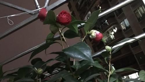  『施加肥料』茶花掉花苞咋办？就是没有注意这几点，现在挽救还不晚！