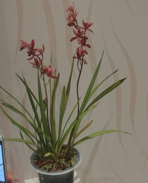  『暴晒』阳台养花老是焉？不如养盆耐旱花，在阳台暴晒，花朵也能繁盛鲜艳