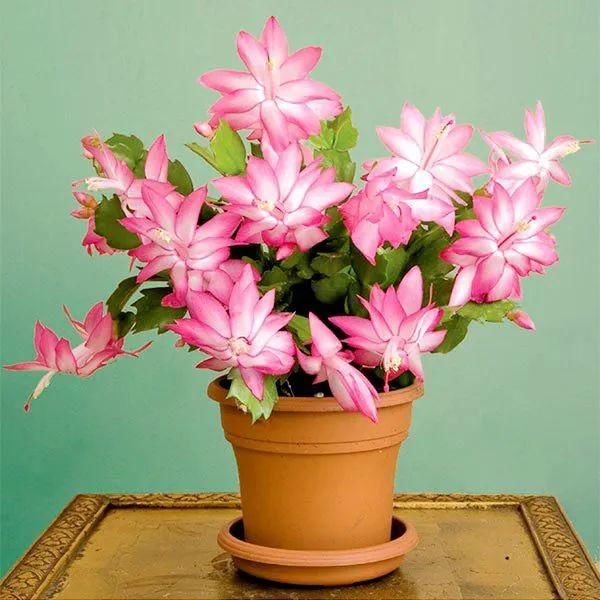  『家里』在室内半阴处容易开花的11种盆栽开花植物，家里可多种几种