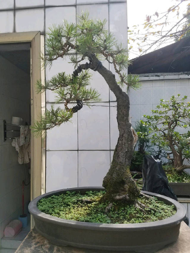  『园艺师』到园艺师家里做客，欣赏到了很多精品盆景，一起来感受盆景的魅力