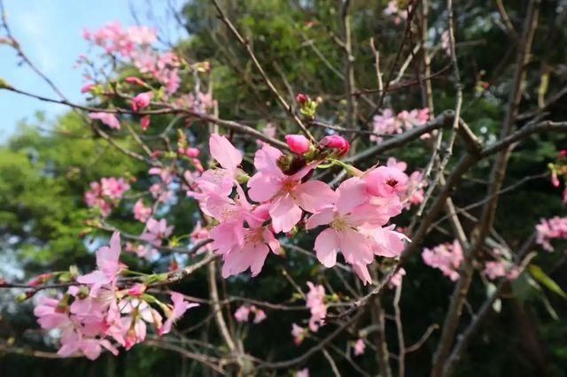 靓！佛山周边1500株樱花已盛开，最美的春天在这里~