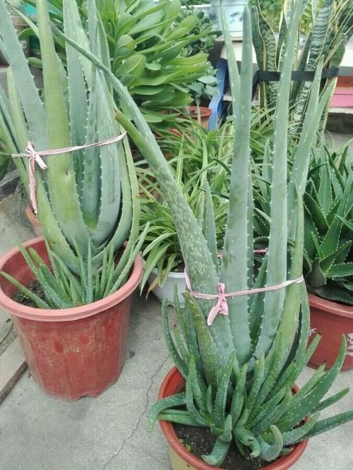  冒满@芦荟长不大？一个月“加餐”一次，长成小胖子，呼呼冒满小崽子