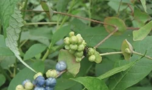 碰到:在农地里,碰到1种草别踩,人称“杠板归”,比三叶草价值高!