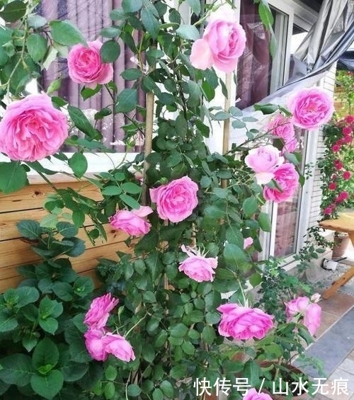 『花卉』百花争艳的季节,养那几种花最适合,推荐这四种开花好看花期长