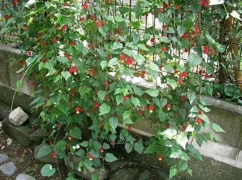  『蔓性风铃花』这种爬藤花一年四季都挂满小灯笼，你家有吗？