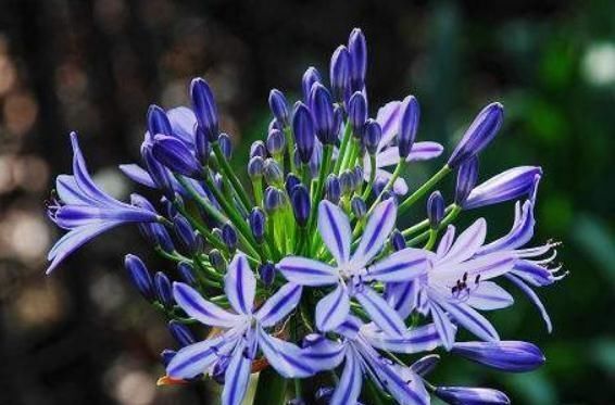  #花色#养花费钱？“3种花”几块钱买一盆，花色多又艳，四季开花拦不住