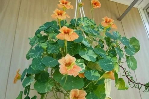 适合■6种花适合“吊起来”养,开花多不占地,阳台变花园,看着真过瘾