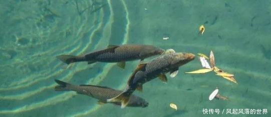 『水温降低』同样在下雨天钓鱼,为何别人收获很好,你却钓不到鱼!