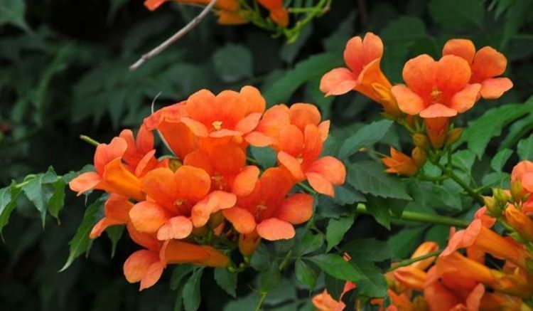  『能力』家有庭院就养“此花”，爬藤能力强，花色漂亮，开花多，开成花墙！