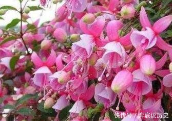 『长春花』“3种花”好养又漂亮,一年能开300多天花,适合“现在”养!