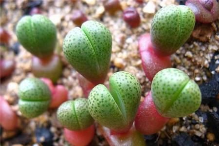  「品种」这些多肉植物自带“财气”，好看又好养，轻松养爆盆