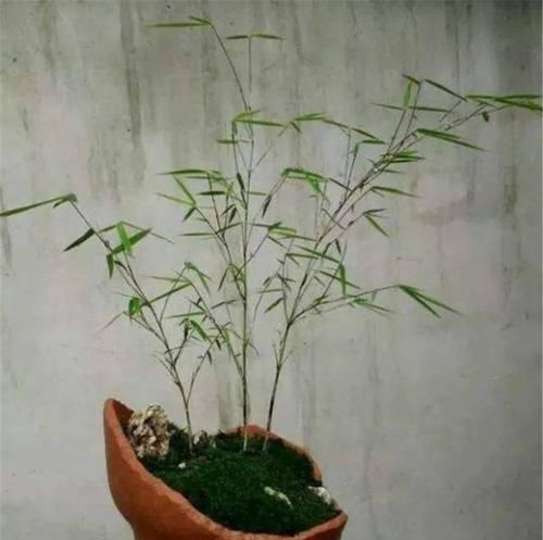  「当盆」艺术家养盆景，专门捡“破罐子”来当盆，新手看后：回家摔罐子去