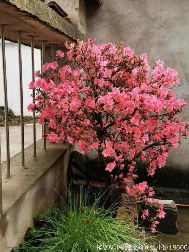 开出漂亮■阳春三月,出门踏青,原来有这么多漂亮花!