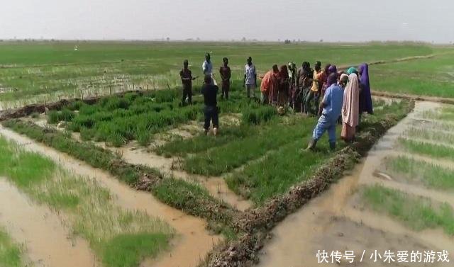 “一带一路”沿线，非洲哥们儿种上了中国大米