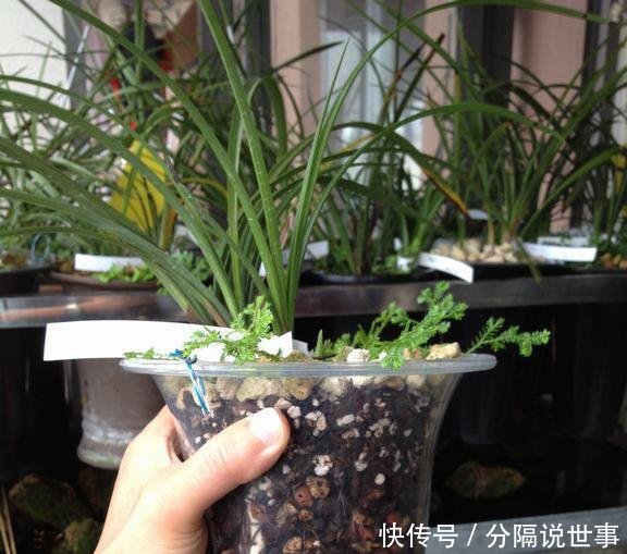 『兰花』用这个垃圾养兰花,兰花露出白花花的腿,爆盆给你看
