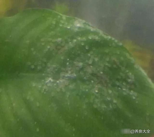  「分辨」教大家分辨燕鱼雌雄