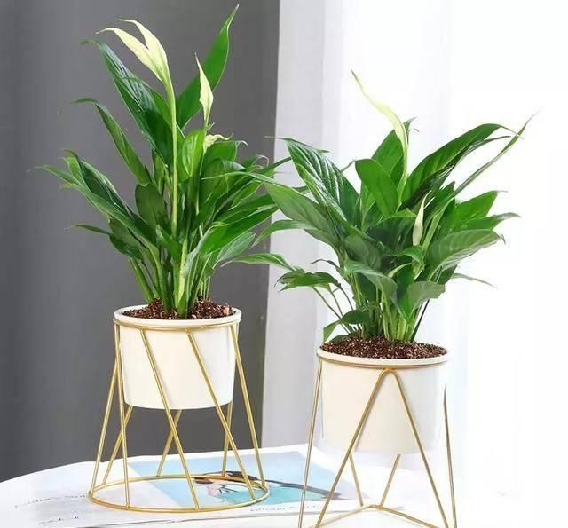  #阳光充足的环境#100种常见开花植物的养护要点与花期，快来看看有没有你喜欢的