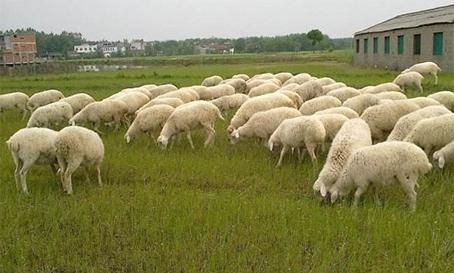  「湖羊」养殖湖羊，这几点要注意