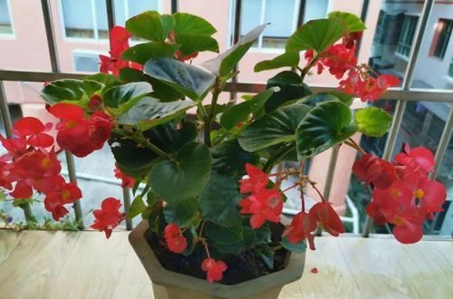 阳光：这花的叶子肉嘟嘟，开出来的花更是可爱，晒晒阳光就开爆！