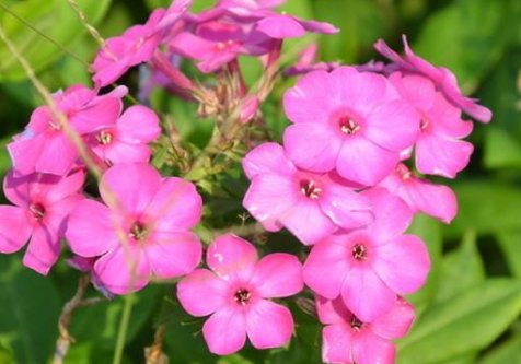  『一大』这5款娇艳的花，养在阳台不管 不问，花期一大轻松开爆盆，内敛美